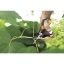 1051602_Garden_Action_Solid_Snip_pruning_shears_SP15_6.jpg
