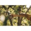 F-111119_Gardening_Action_Plus_Pruner_Bypass_Aluminium_P751_1057172_01_Loodus-Invest4.jpg