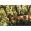 F-111123_Gardening_Action_X-Series_Pruner_Bypass_P961_1057175_01_4.jpg