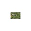 Fiskars_Action_PowerGear_oksaloikur__1000581_F-112170.jpg