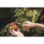 Gardening_Action_Folding_produce_knife_340140_05.jpg