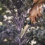 Gardening_Action_Harvesting_knife_340150_01_1x1.jpg